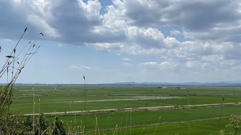 İpsala'da Paşaköy çevresindeki yeşil çeltik tarlaları